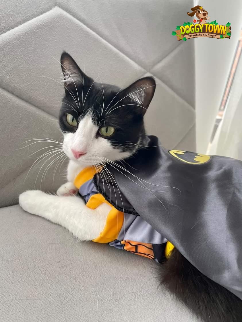 Disfraz de Batman para Mascota