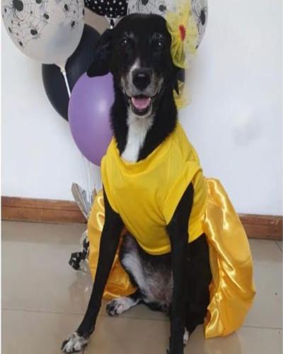 Disfraz de Bella para Perros