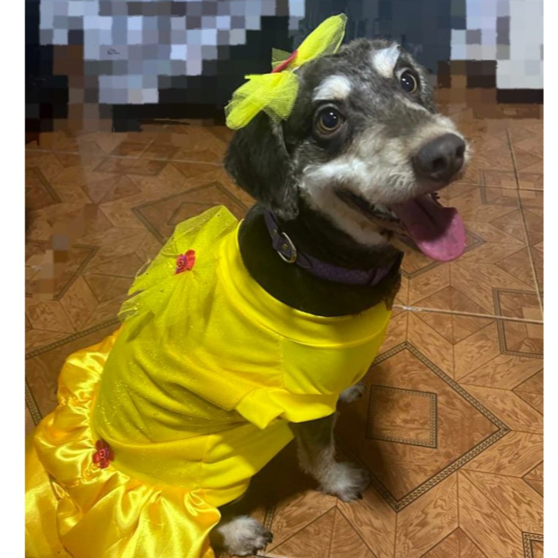 Disfraz de Bella para Perros