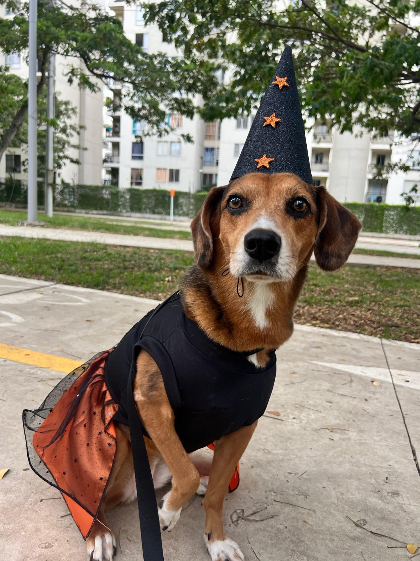 Disfraz de Brujita para Perros y Gatos