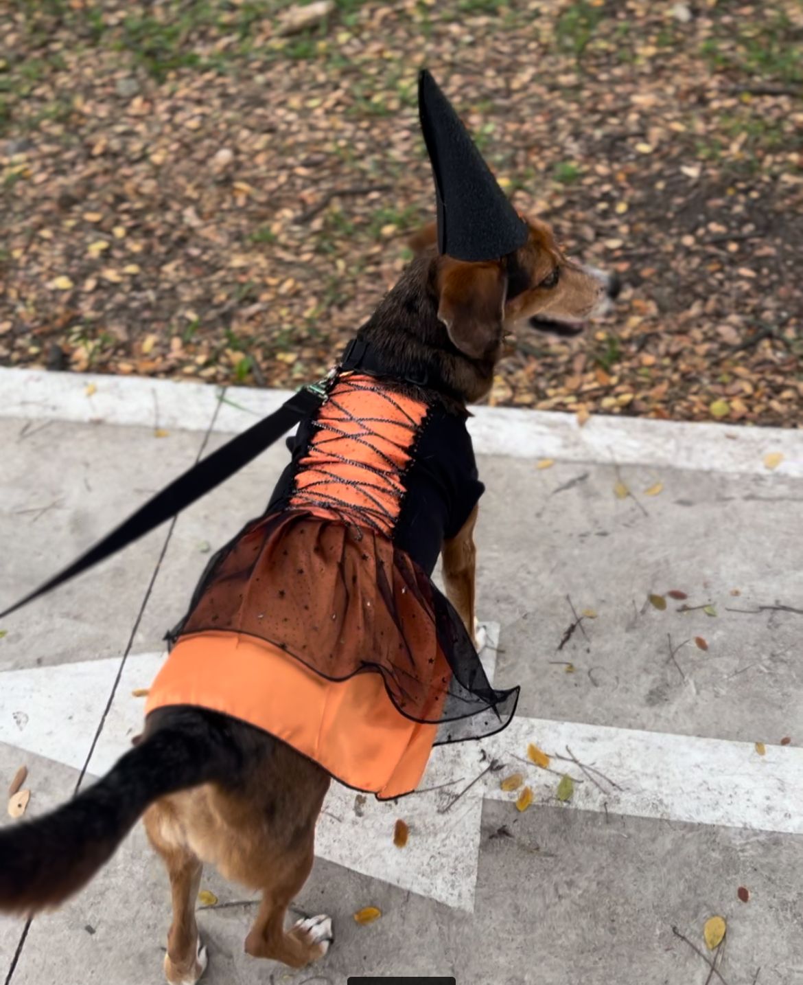 Disfraz de Brujita para Perros y Gatos