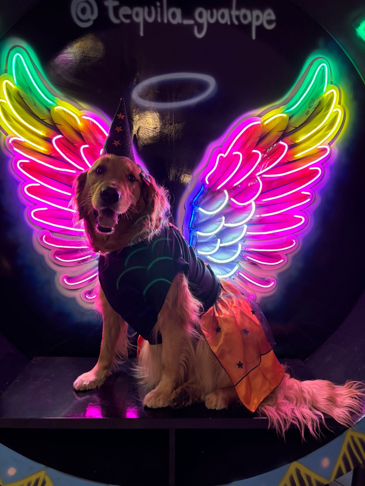 Disfraz de Brujita para Perros y Gatos