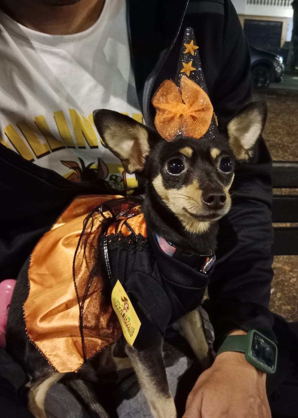 Disfraz de Brujita para Perros y Gatos