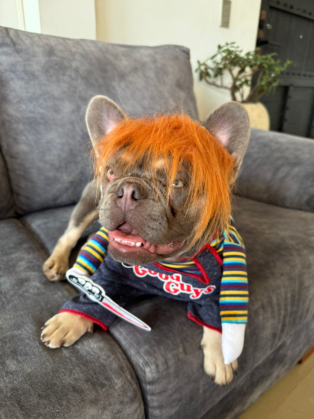 Disfraz de Chucky para Perros y Gatos