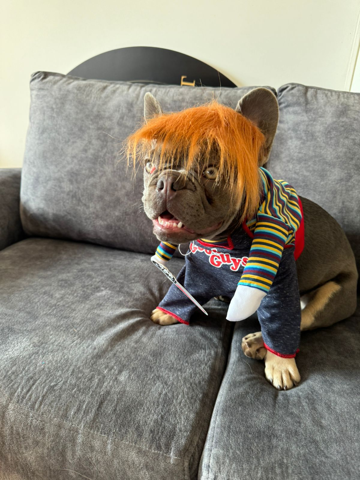Disfraz de Chucky para Perros y Gatos