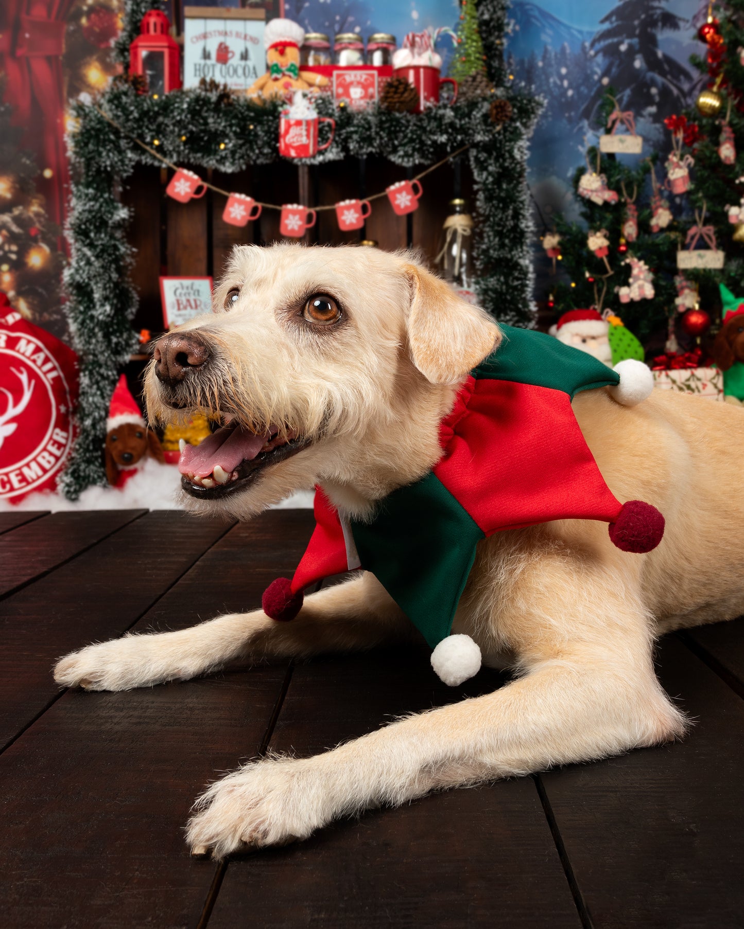 Arlequín Navideño para Perros