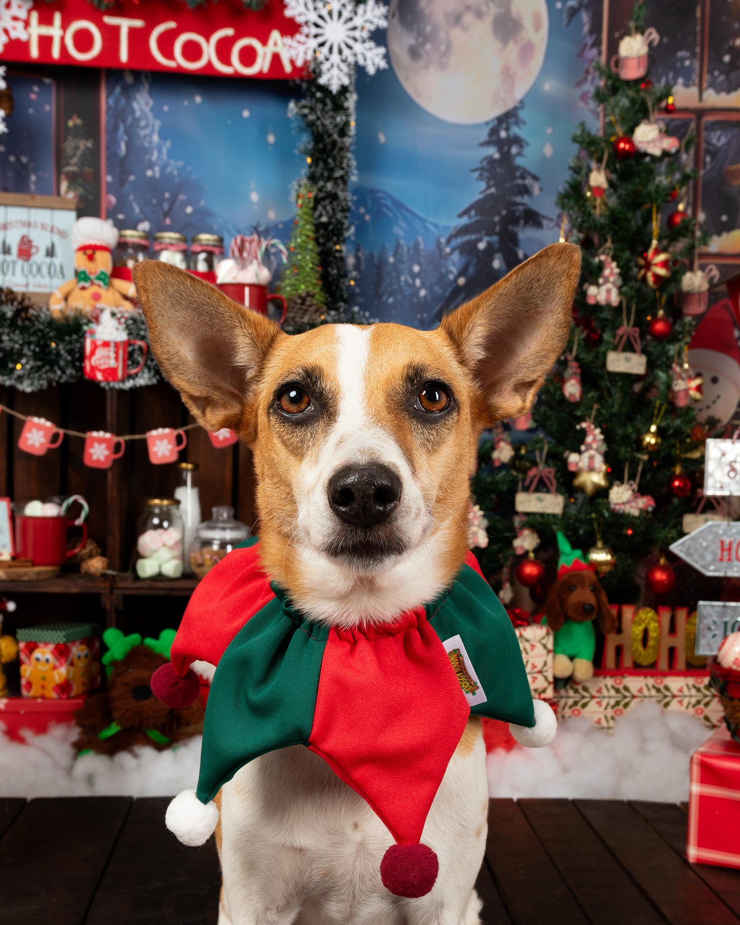 Arlequín Navideño para Perros