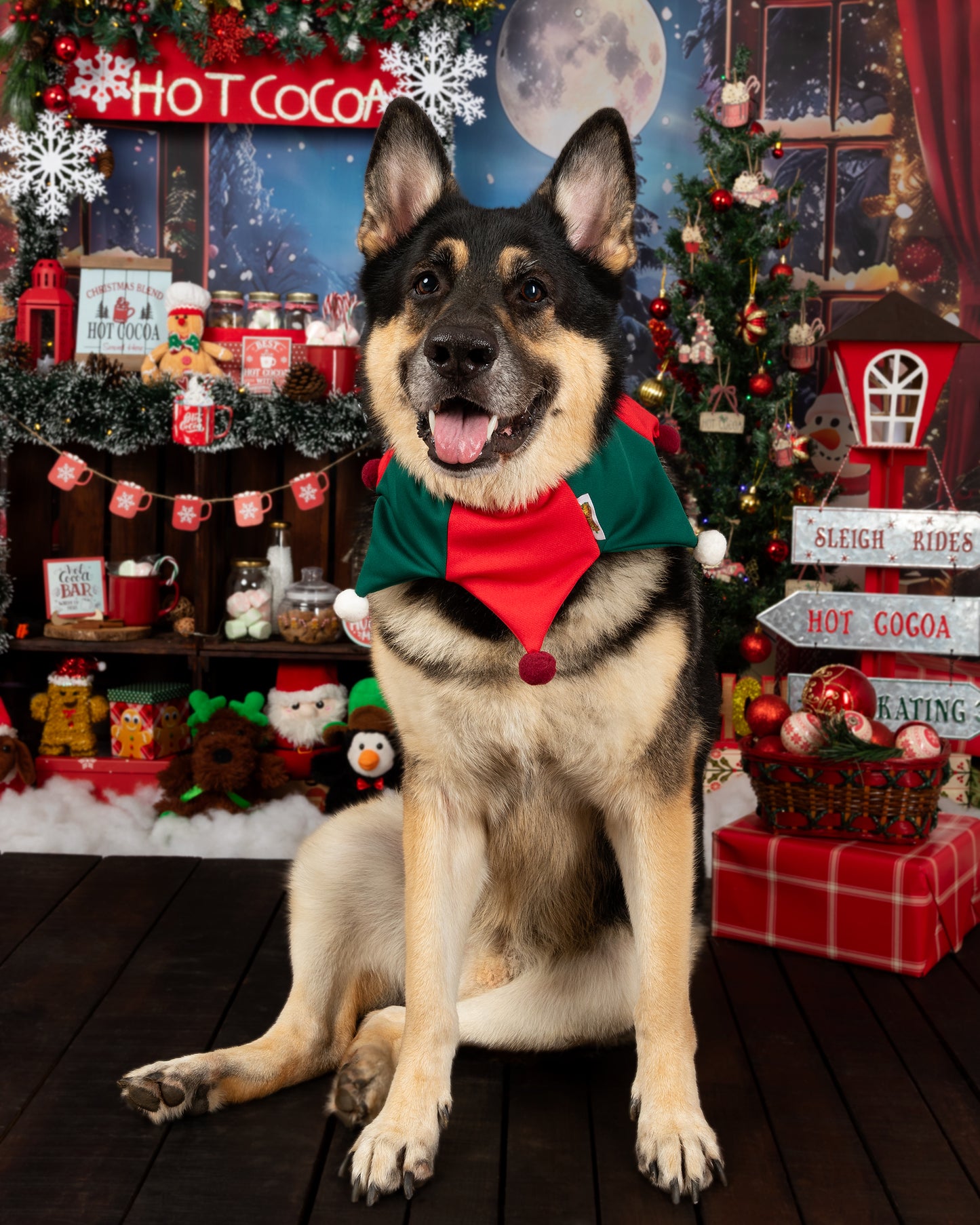 Arlequín Navideño para Perros