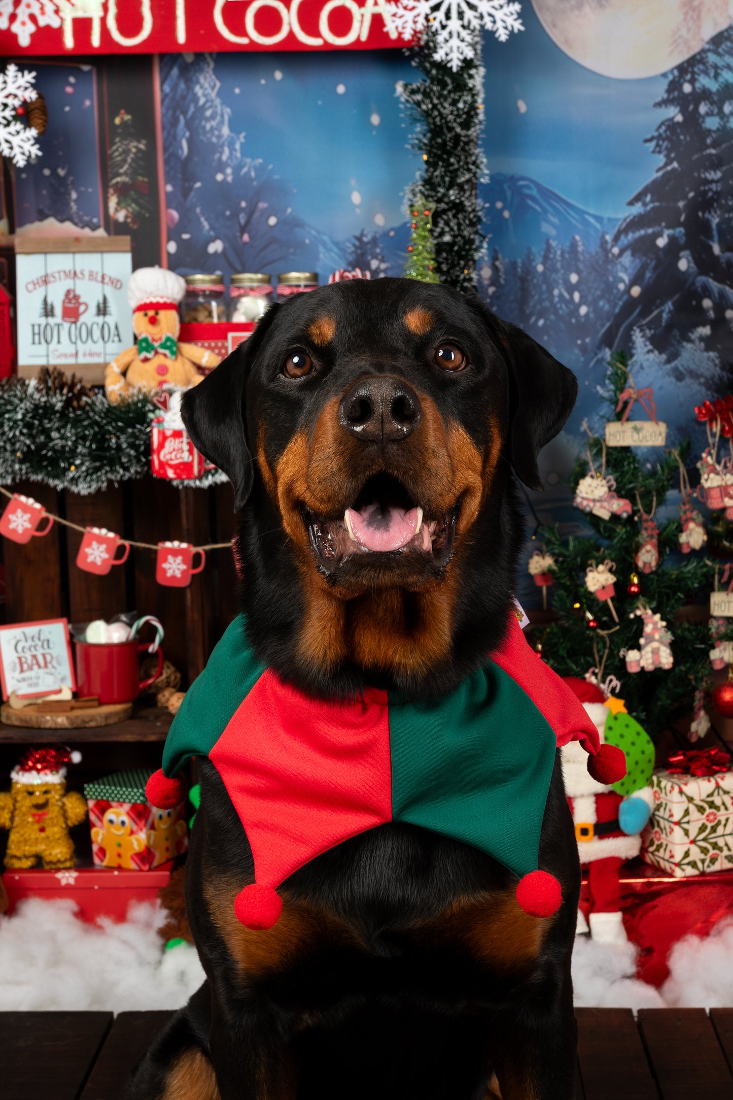 Arlequín Navideño para Perros