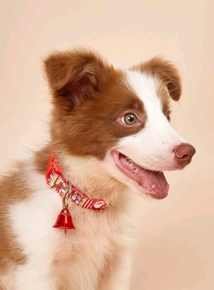 Collar Navideño