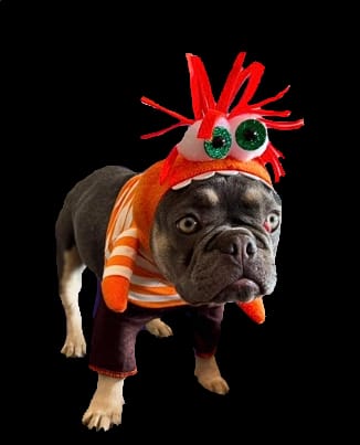 Disfraz de Ansiedad para Mascota