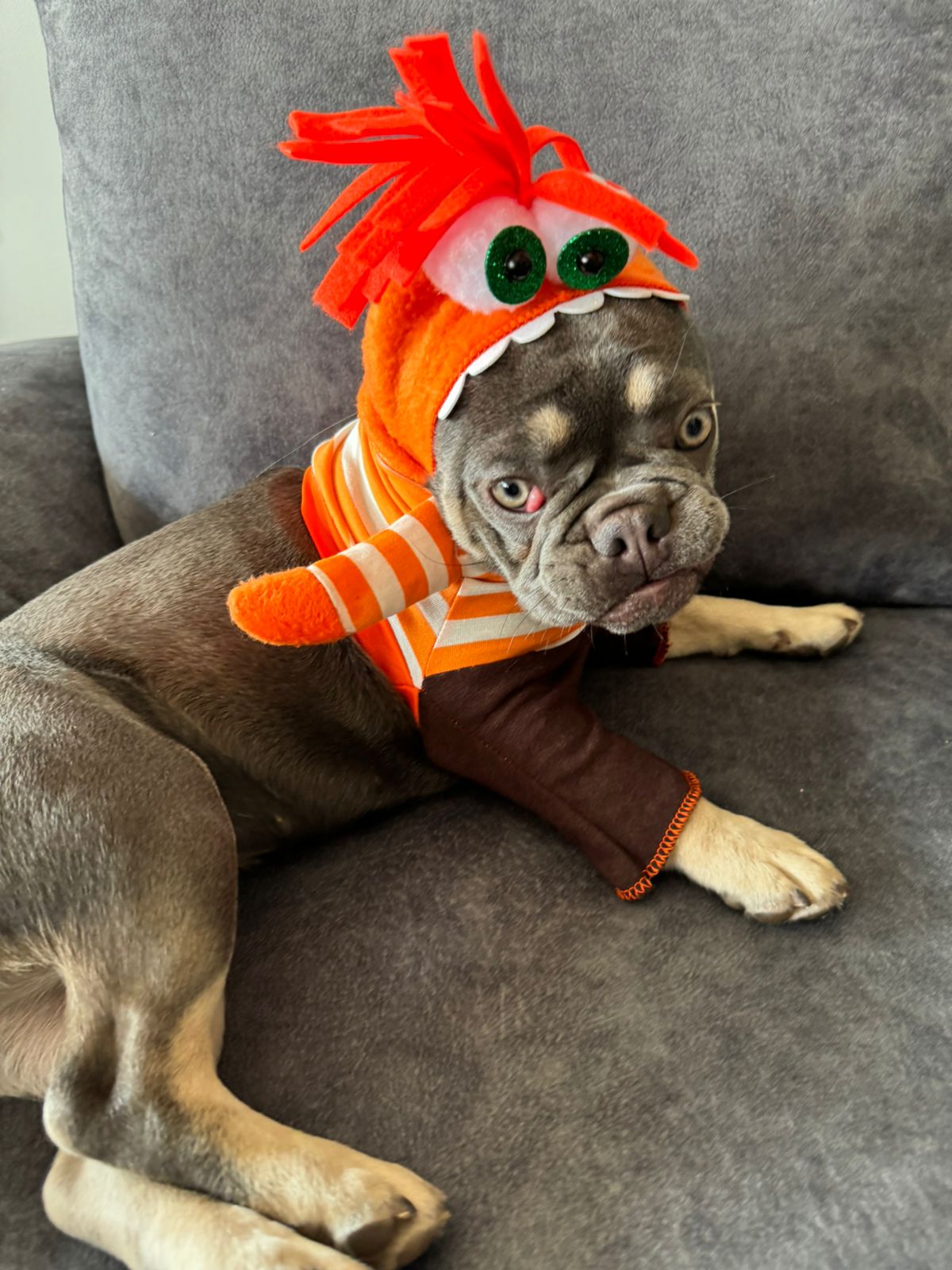 Disfraz de Ansiedad para Mascota