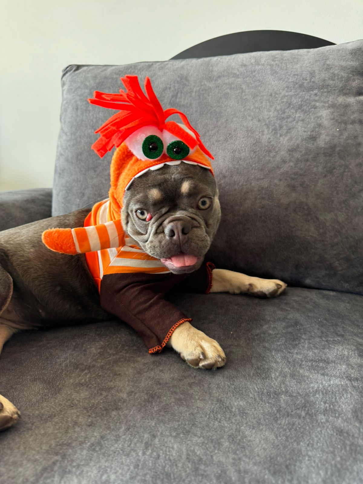 Disfraz de Ansiedad para Mascota