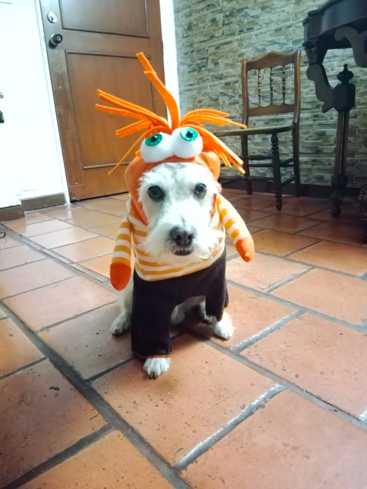 Disfraz de Ansiedad para Mascota