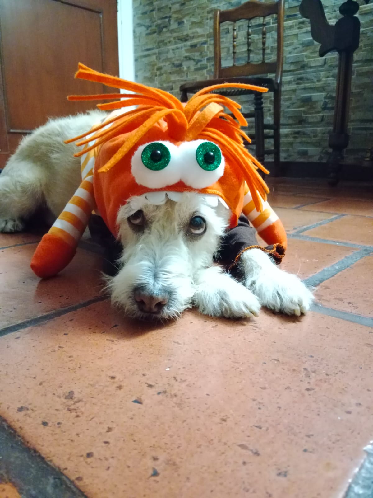 Disfraz de Ansiedad para Mascota