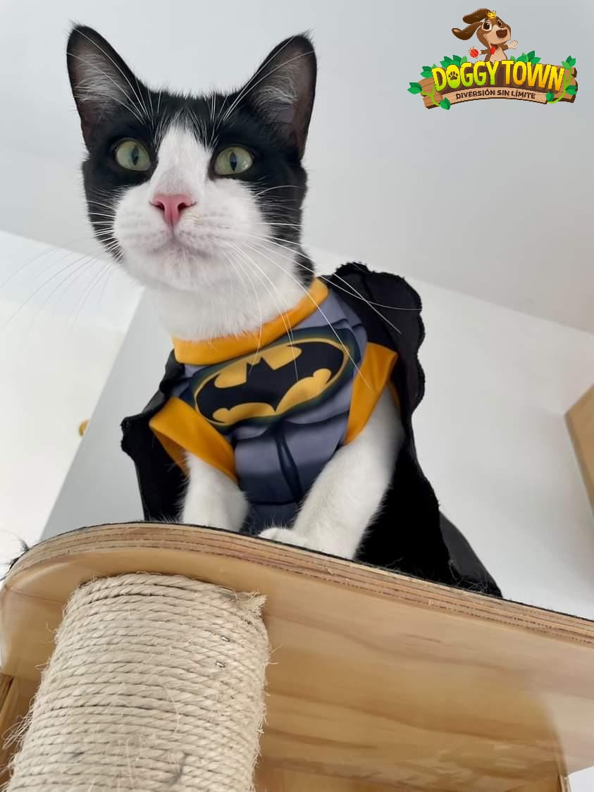 Disfraz de Batman para Mascota
