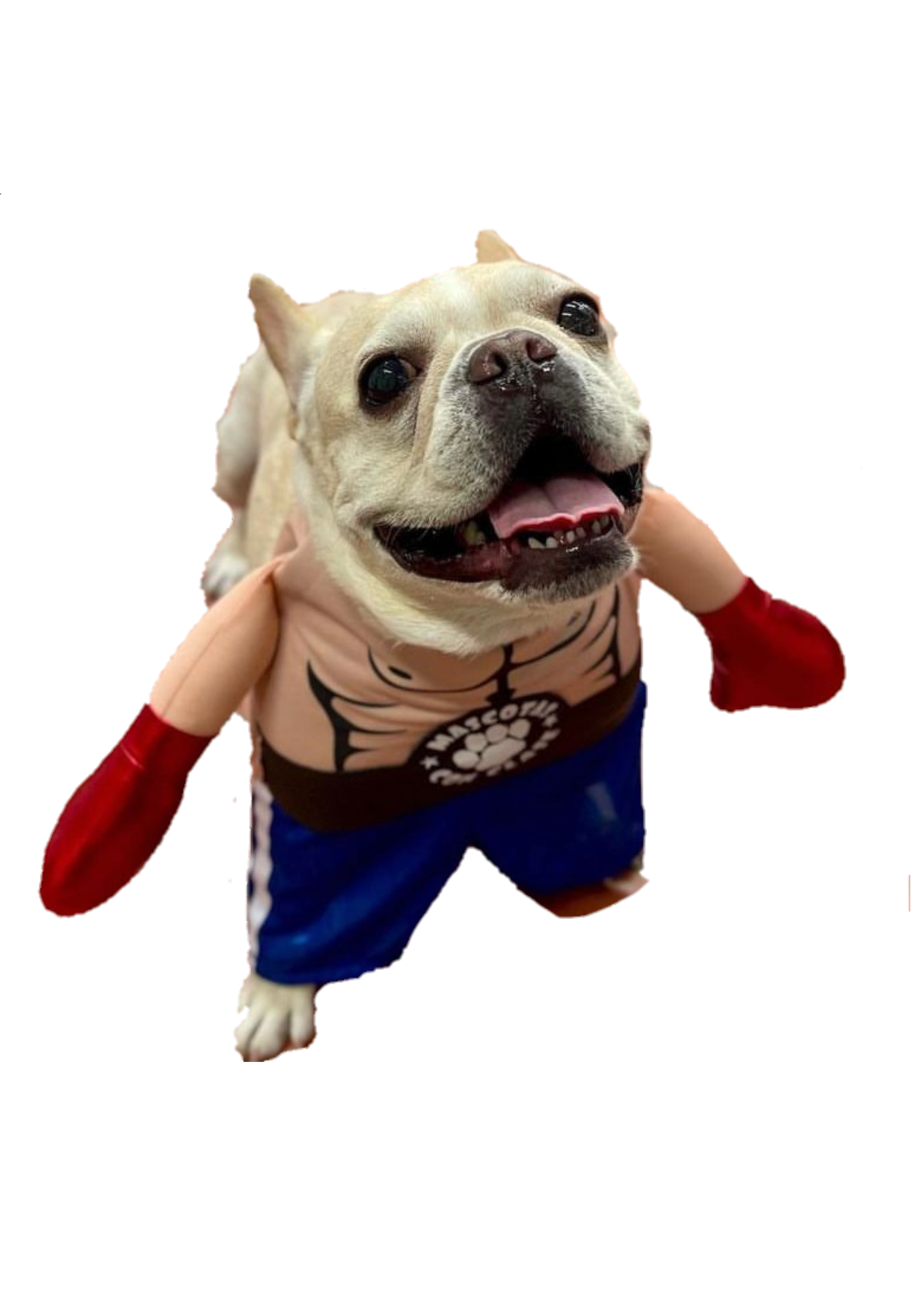 Disfraz de Boxeador para Perros