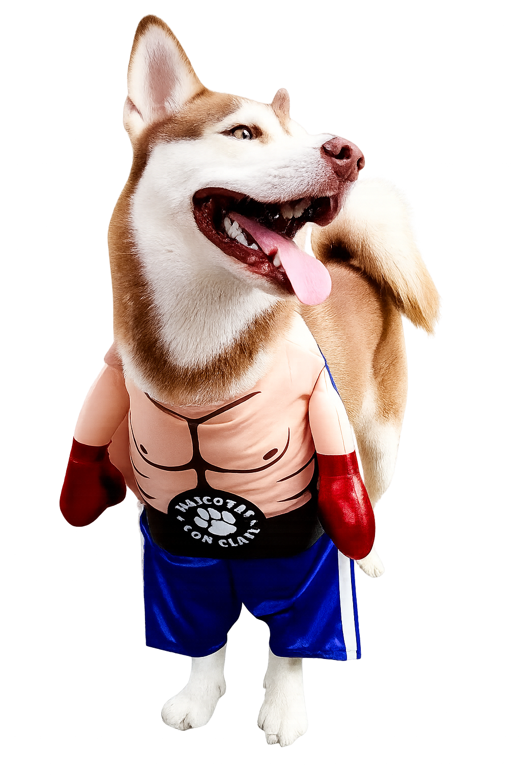 Disfraz de Boxeador para Perros