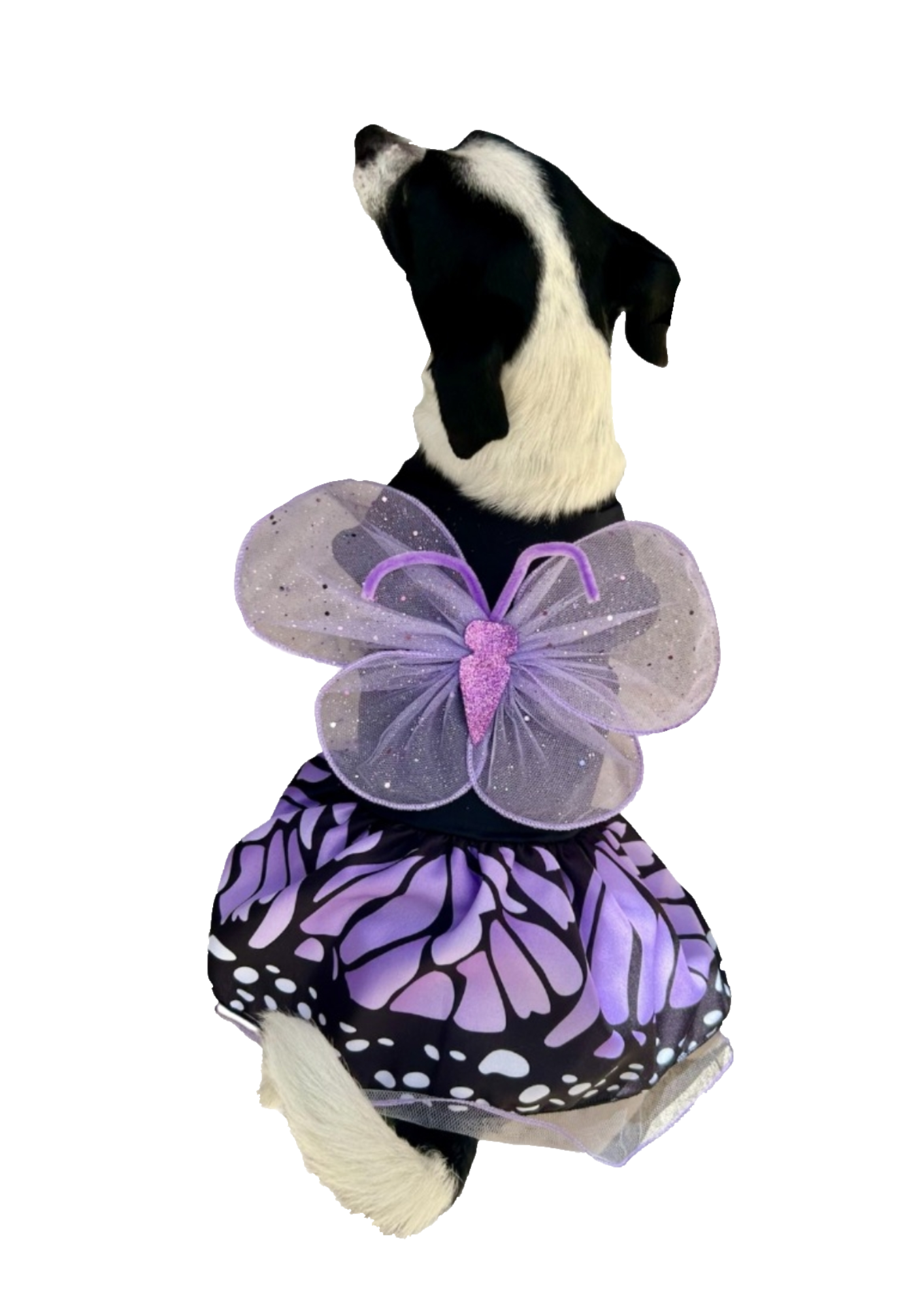 Disfraz de Mariposa