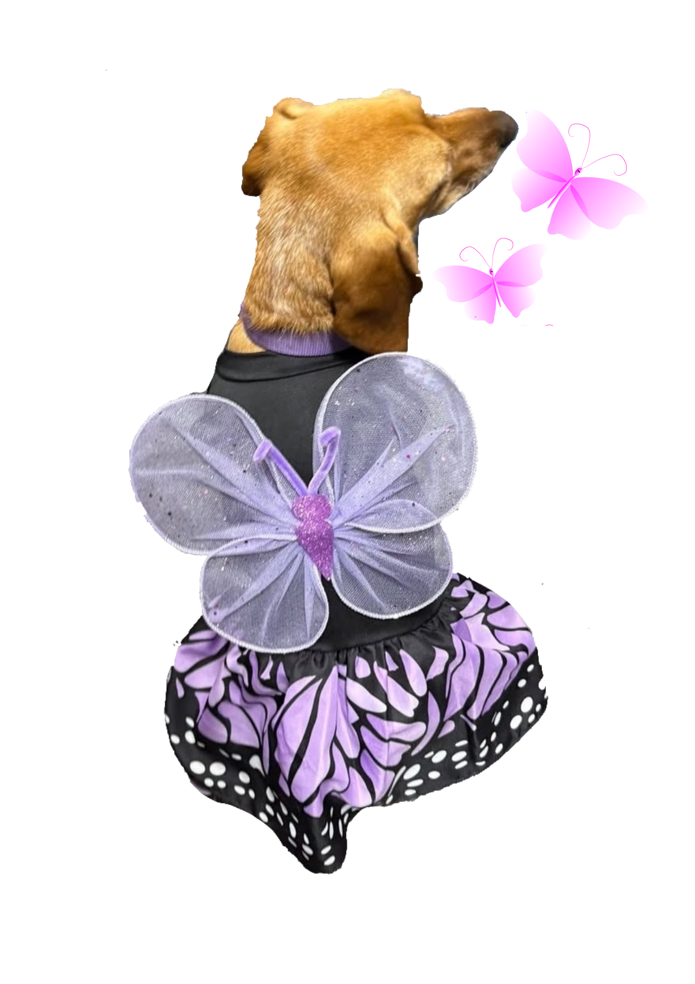 Disfraz de Mariposa