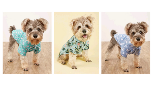 ¿Cómo elegir la mejor ropa para perros según su tamaño y raza?