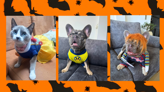 5 Tips para un Halloween Seguro con tus Mascotas 🎃🐾
