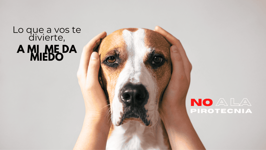 Cómo cuidar a tu perro durante las festividades de fin de año