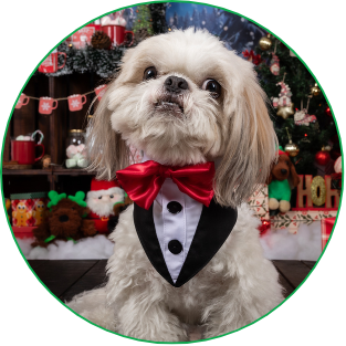 Ropa para Perros y Gatos