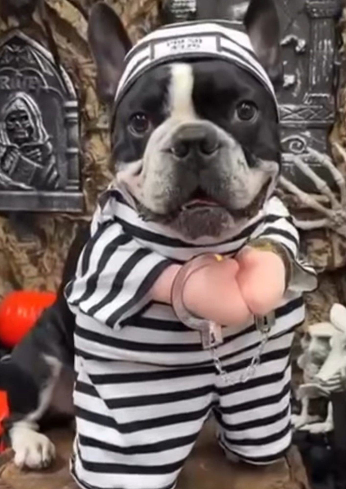 Disfraz de Preso para Perros y Gatos