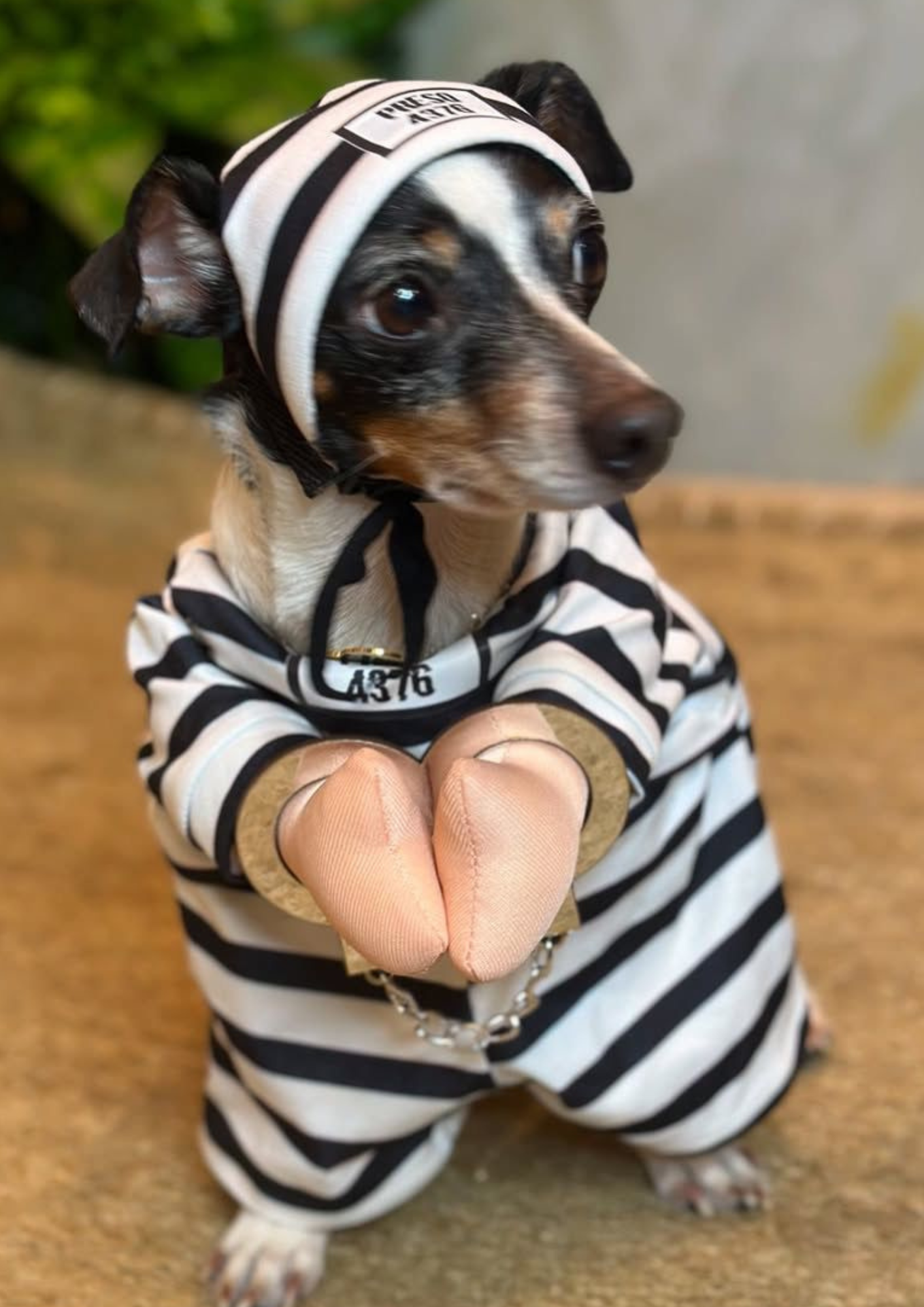 Disfraz de Preso para Perros y Gatos