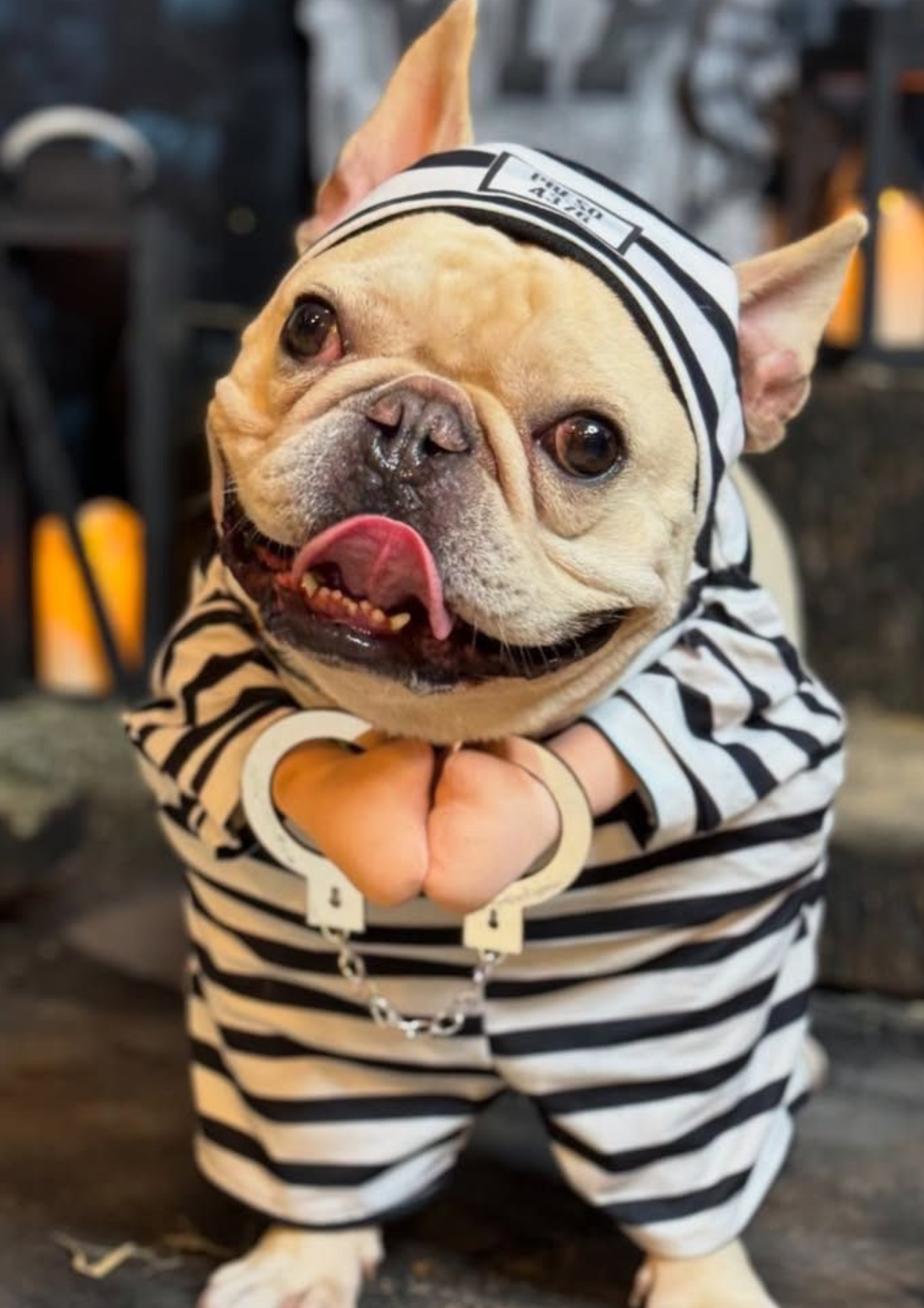 Disfraz de Preso para Perros y Gatos