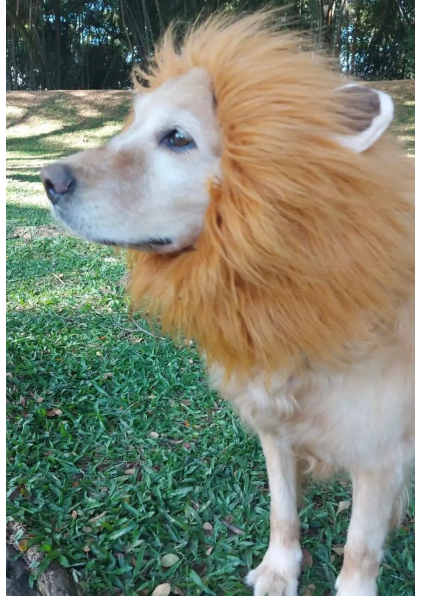 Melana de León para Perros y Gatos