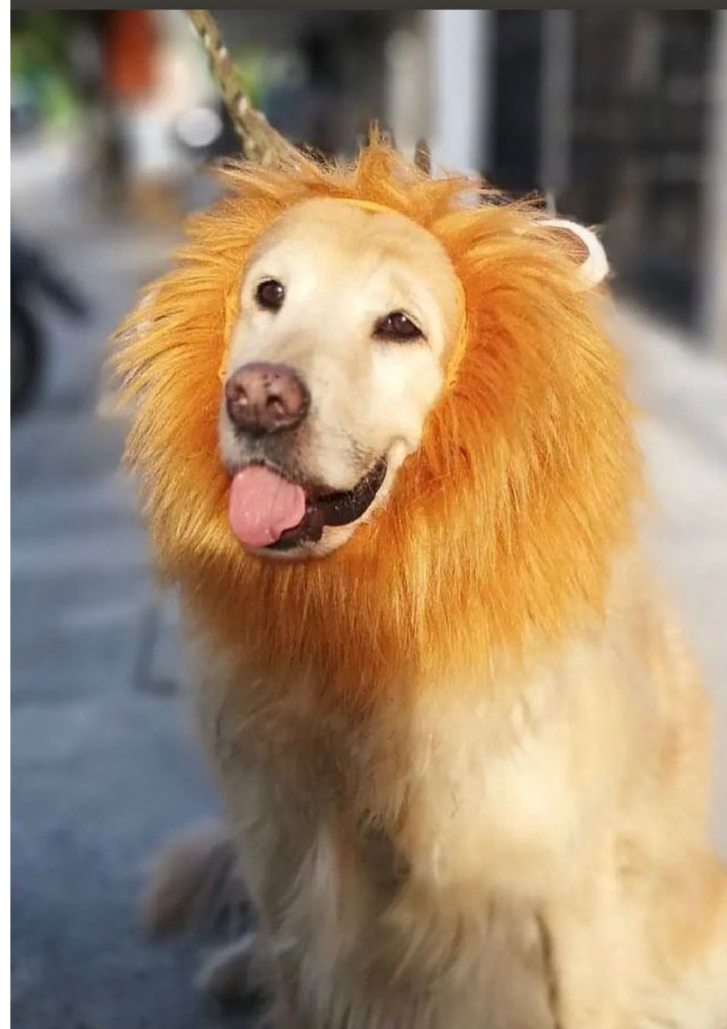 Melana de León para Perros y Gatos