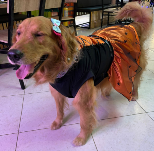 Disfraz de Brujita para Perros y Gatos