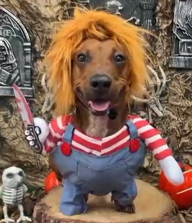 Disfraz de Chucky para Perros y Gatos