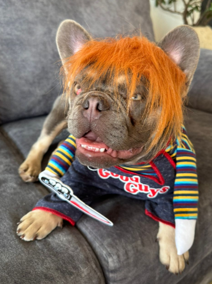 Disfraz de Chucky para Perros y Gatos