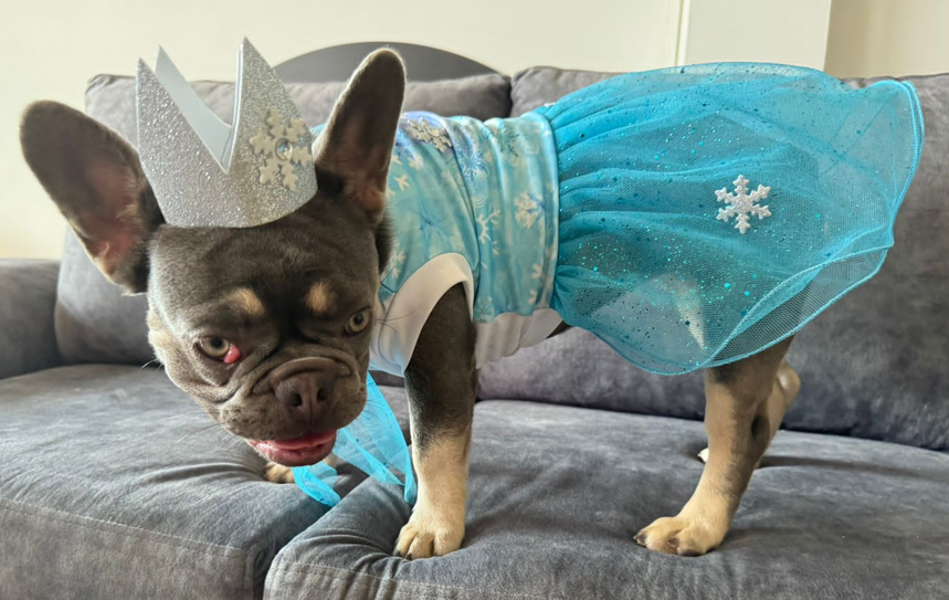 Disfraz de Princesa Frozen "Elsa" para Perros y Gatos