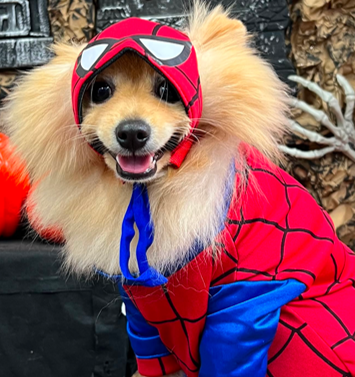 Disfraz de Hombre Araña para Perros y Gatos