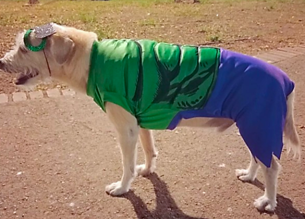 Disfraz de Hulk para Perros y Gatos