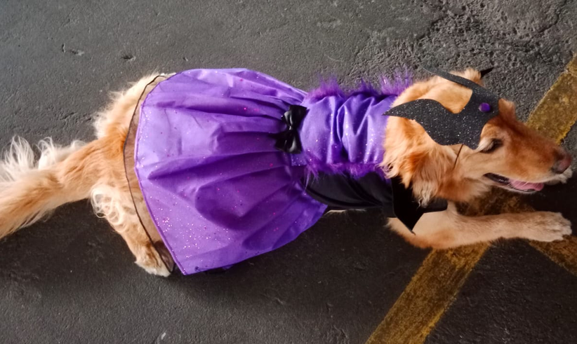 Disfraz de Maléfica para mascotas