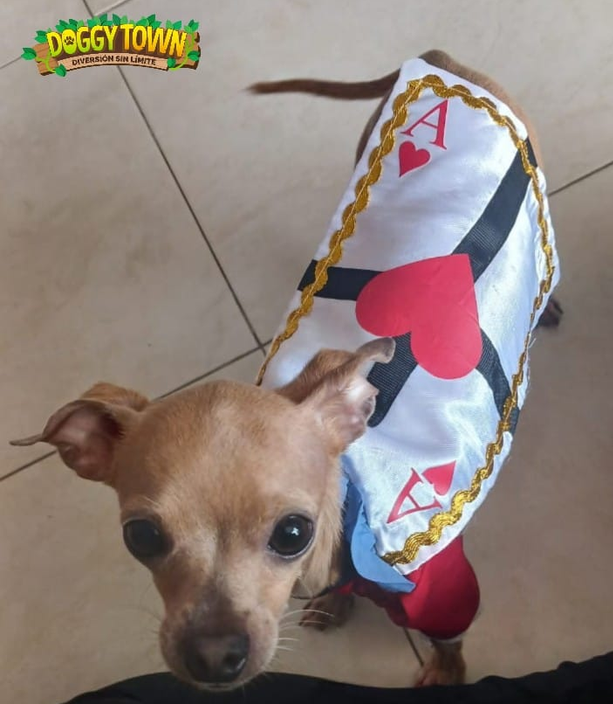 Disfraz de Naipe Soldado "Alicia en el País de Las Maravillas" para tu Mascota