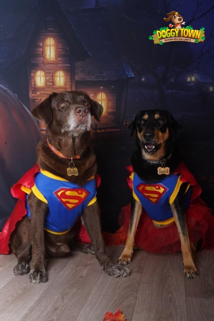 Disfraz de Superman para Perros y Gatos