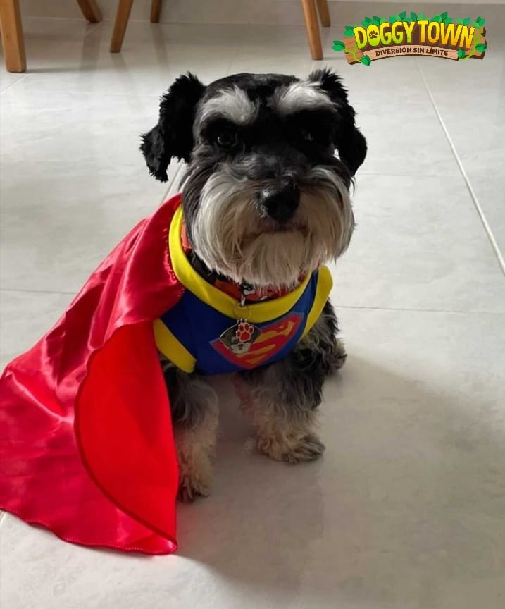 Disfraz de Superman para Perros y Gatos