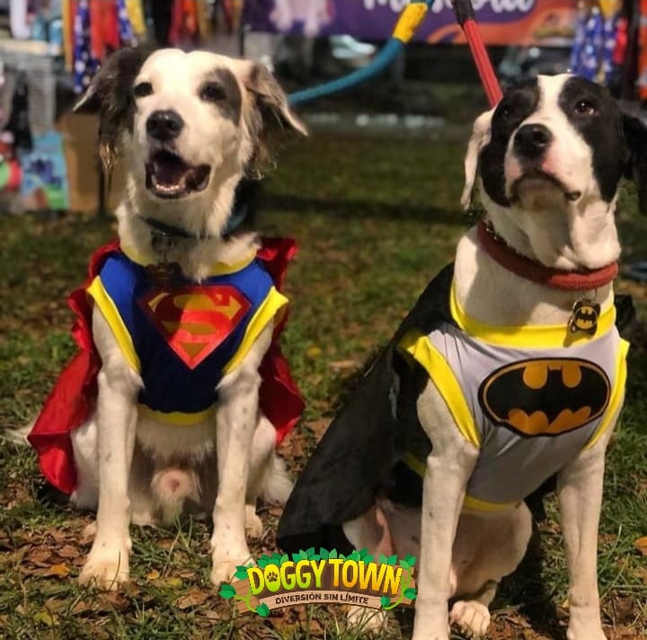 Disfraz de Superman para Perros y Gatos