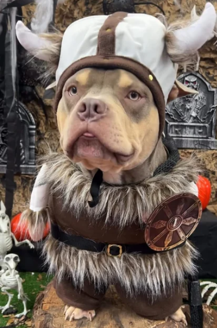 Disfraz de Vikingo para Perros y Gatos