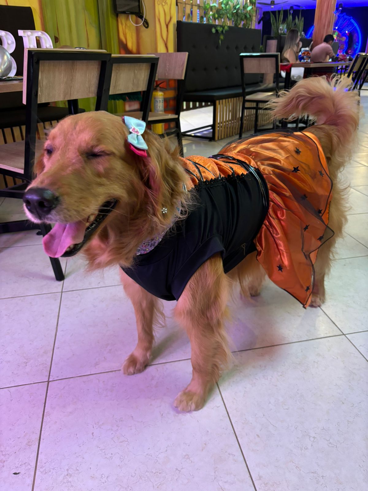 Disfraz de Brujita para Perros y Gatos