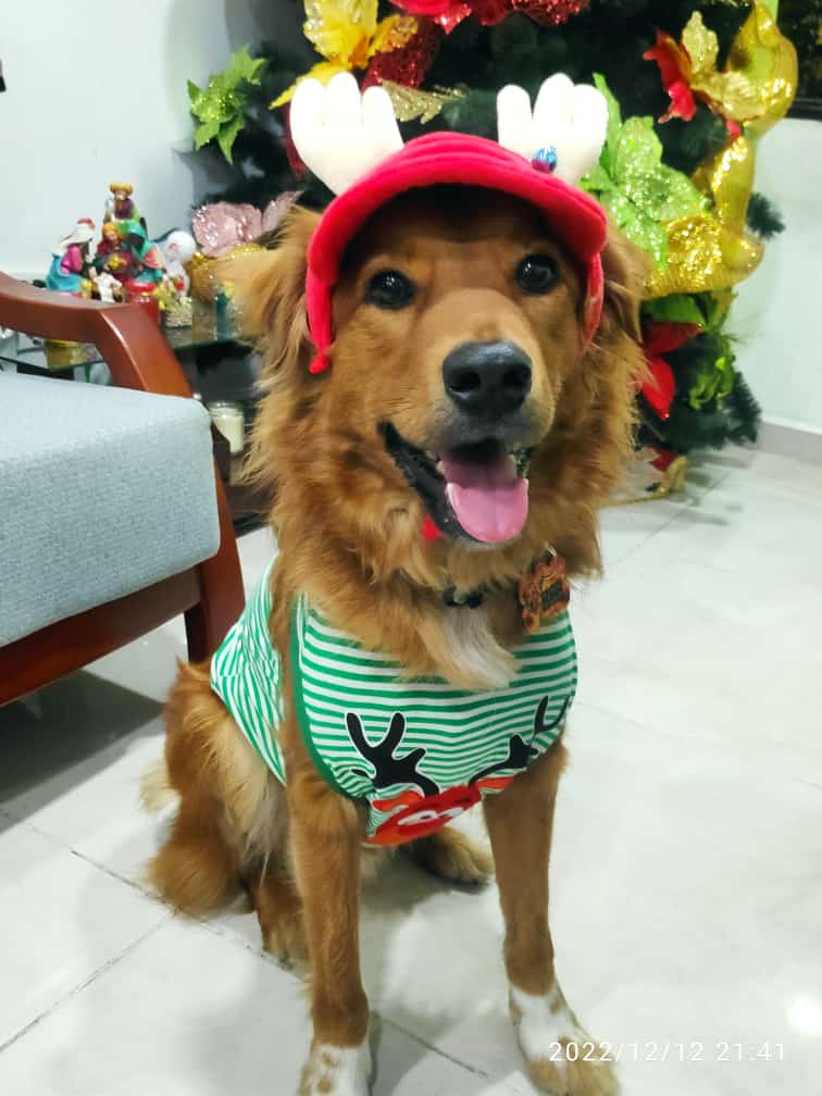 Gorra Navidad Reno Roja Cuernos Beige