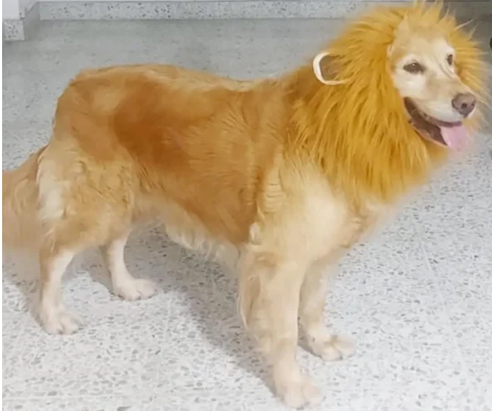 Melana de León para Perros y Gatos