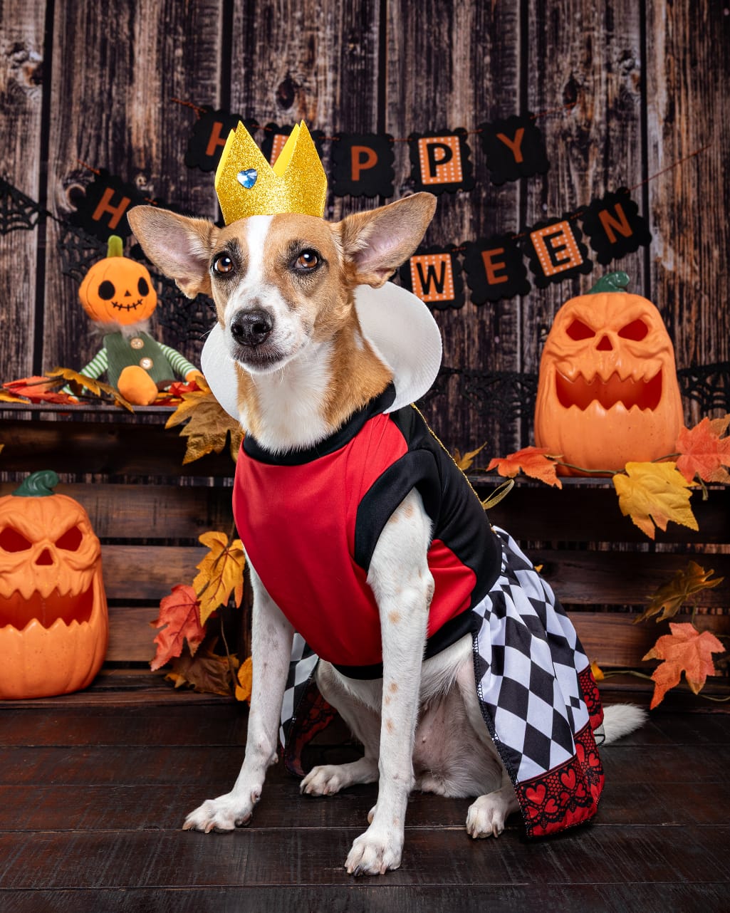 Disfraz de Reina de corazones para Perro o Gato